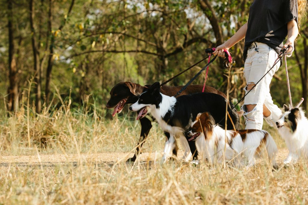 woman wearing ripped jeans walking 4 dogs